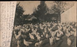 Strong Point Poultry Yard Postcard