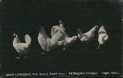 White Leghorns, The Birds that Made Petaluma Famous California Wayne Photo Postcard Postcard Postcard