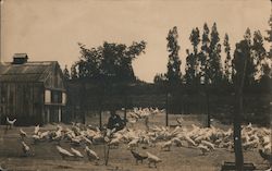 Chicken Farm Postcard