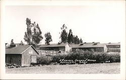 A Typical Chicken Ranch Postcard