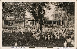 Chicken Ranch at Petaluma, California Postcard