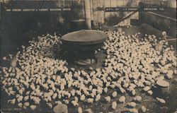 Chicks Around a Kresky Brooder Stove Petaluma, CA Postcard Postcard Postcard