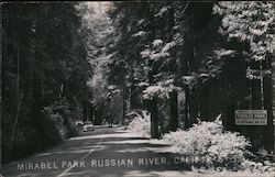 Mirabel Park Russian River, CA Postcard Postcard Postcard