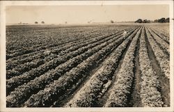 View of Celery Fields California Postcard Postcard Postcard