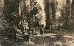 1934 Forest Showing Split Rail Fence Postcard