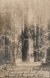 Armstrong Woods Encampment, Redwood trees 300 ft high. Postcard