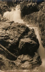 Armstrong Woods Guerneville, CA Postcard Postcard Postcard