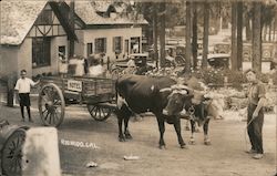 Oxen Cart Postcard