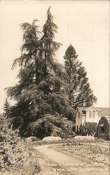 Cedar of Lebenon where Luther Burbank is buried. Santa Rosa, CA Postcard Postcard Postcard