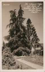 The Lebanon Cedar and Home of Luther Burbank Santa Rosa, CA Postcard Postcard Postcard