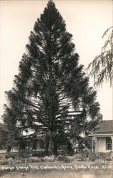 Bunya Bunya Tree, Burbank's Home Santa Rosa, CA Postcard Postcard Postcard