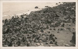 California Sea Lions on the Rocks Postcard