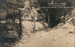 The Monarch or "Tunnel Tree", Petrified Redwood Forest Calistoga, CA Postcard Postcard Postcard