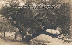 Arch Tree - An Old Oak, Petrified Redwood Forest Calistoga, CA Postcard Postcard Postcard