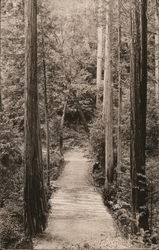 Boardwalk Through Forest Camp Meeker, CA Postcard Postcard Postcard