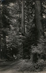 Road Through Bohemian Grove Postcard