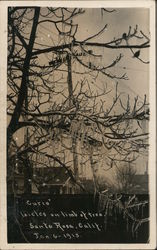 Icicles on Limb of Tree, January 1913 Postcard