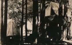 Camping in the Trees Rio Nido, CA Postcard Postcard Postcard