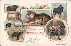 Barnum and Bailey limited. Zebra, gnu, tiger, water buffalo, zebu Circus Postcard Postcard Postcard