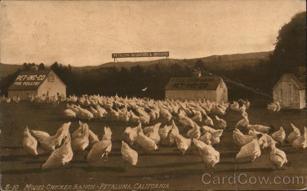 Model Chicken Ranch Petaluma, CA Postcard