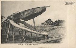 Whale Skeleton Pacific Grove, CA Postcard Postcard Postcard