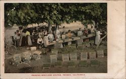 Packing Seedless Grapes Fresno, CA Postcard Postcard Postcard