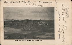 Hunting Geese Near Rio Vista, Cal. Postcard