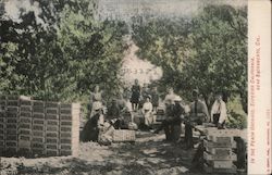 In the Peach Orchard Postcard