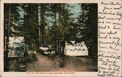 A bit of the grove, Camp Vacation California Postcard Postcard Postcard