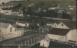 Among the Poultry Ranches Postcard