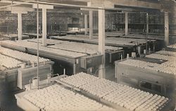 Large Factory/Lab with Trays of Eggs Postcard