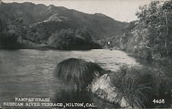 Pampas Grass Russian River Terrace Postcard