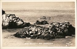 Seal Rocks Postcard