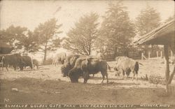 Buffalo - Golden Gate Park Postcard