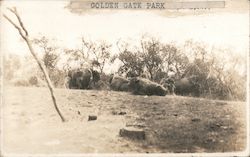 Buffalo in Golden Gate Park San Francisco, CA Postcard Postcard Postcard