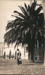 Woman on lawn standing under huge palm tree Postcard