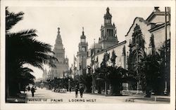 Avenue of Palms Looking West San Francisco, CA Postcard Postcard Postcard