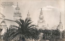 Avenue of Palms Postcard