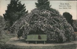 Rose Bush in Fairview Plaza Los Gatos, CA Postcard Postcard Postcard