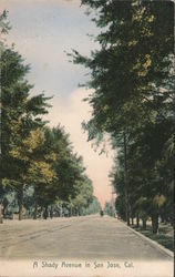 A Shady Avenue San Jose, CA Postcard Postcard Postcard