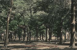 Forest Scene in St. Thomas Park, San Jose, Cal. California Postcard Postcard Postcard