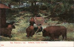 Buffaloes, Golden Gate Park Postcard