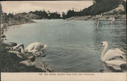 The Swans, Golden Gate Park San Francisco, CA Postcard Postcard Postcard