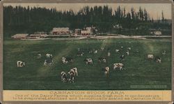 Carnation Stock Farm. Contented Cows 1915 Panama-Pacific International Exposition (PPIE) Postcard Postcard Postcard