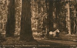 Horse and Buggy in Armstrong Grove Guerneville, CA Postcard Postcard Postcard