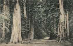 Armstrong Grove Guerneville, CA Postcard Postcard Postcard