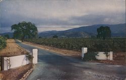 Almaden Vineyards, Santa Clara County Los Gatos, CA Postcard Postcard Postcard