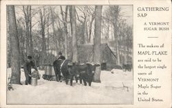 Vermont Maple Sugar. Gathering Sap. Makers of Mapl-Flake. Postcard