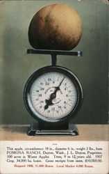 Pomona Ranch. Scale weighing apple of 2 pounds Postcard