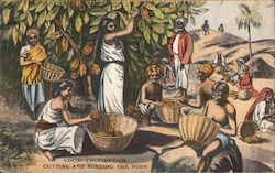 Cocoa Cultivation: cutting and sorting the pods Farming Postcard Postcard Postcard